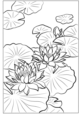 Lotus Blossoms By Nishimura Hodo Coloring Page